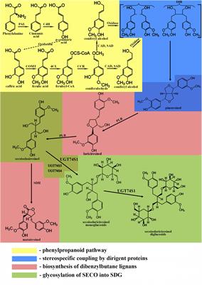 Secoisolariciresinol Diglucoside of Flaxseed and Its Metabolites: Biosynthesis and Potential for Nutraceuticals